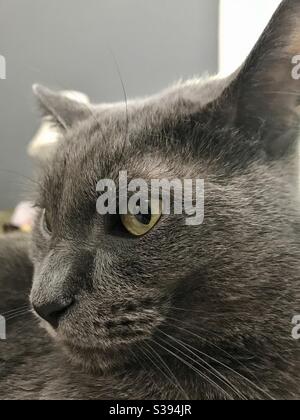 Portrait du magnifique chat bleu russe aux yeux verts magnifiques, sauvé comme un petit chaton, une femelle complètement vettée qui vit maintenant comme compagnon d'intérieur, chat gris domestique ou américain de shorthair Banque D'Images