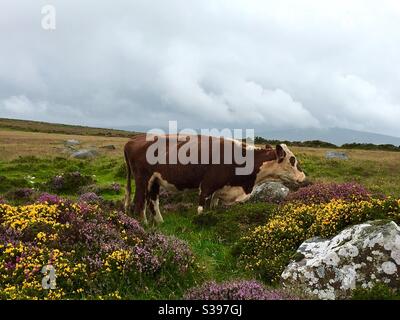 Vache brune sur la lande avec des gorses et des bruyères colorés Banque D'Images