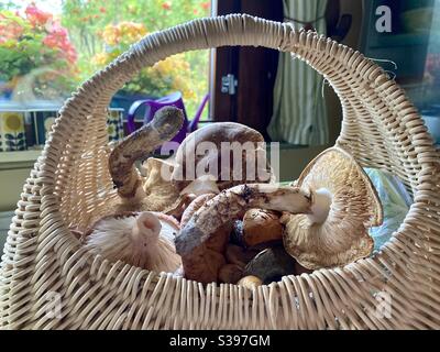 Panier de champignons cueillis à la main, y compris Matsuprendre Banque D'Images