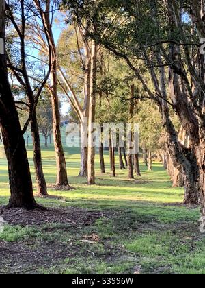 Une ligne d'arbres dans la lumière du soleil du matin et luxuriante Coupez de l'herbe verte sur un parcours de golf public de Sydney Australie Banque D'Images