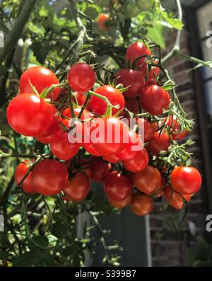 Tomates cerise sur la vigne Banque D'Images