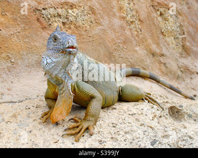 un grand lézard dragon avec un grand rabat de peau son cou se trouve sur un rocher sur l'île de Ténérife Banque D'Images