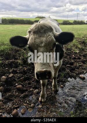 Une jolie vache curieuse, en gros plan, debout dans un ruisseau, avec des mouches sur son visage Banque D'Images