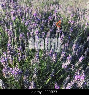 Petit papillon tortoiseshell dans un pré de lavande Banque D'Images