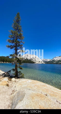 Un pin solitaire qui pousse hors des rochers sur les rives du lac Tenaya dans le parc national de Yosemite, en Californie, avec une vue sur les pics vertigineux. Banque D'Images