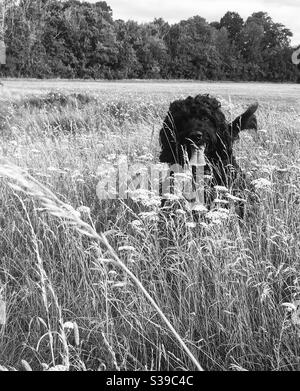 Chien dans l'herbe longue Banque D'Images