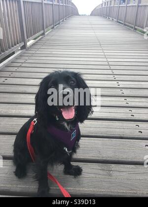 Épagneul cocker noir sur pont en bois Banque D'Images