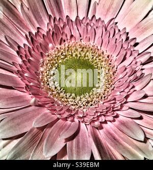 Rose Gerber Daisy gros plan Banque D'Images