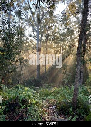 Des poutres de soleil en début de matinée traversent des eucalyptus dans un brousse dense Atterrissez sur la rive nord de Sydney en Australie Banque D'Images