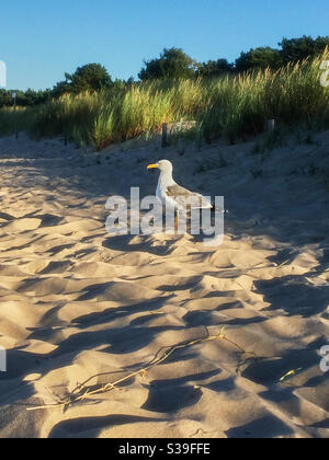 Le Gull argenté Larus argentatus se trouve sur le sable à l' plage en face de la végétation luxuriante des dunes et regarde la mer Banque D'Images