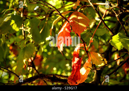 Couleurs vives de l'automne sur les feuilles des arbres Banque D'Images