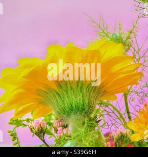 Gerbera Jaune fleur. Banque D'Images