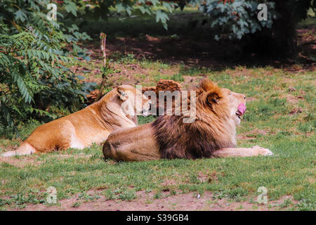 Couple de lions qui se délassant dans une savane en zambie. Le lion mâle lèche sa bouche avec sa grande langue rouge Banque D'Images