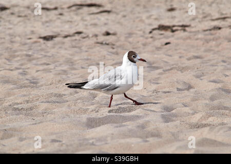 Le gull à tête noire Chericocephalus ridibundus traverse la plage à la recherche de nourriture dans le sable fin. Le bec rouge est clairement visible Banque D'Images