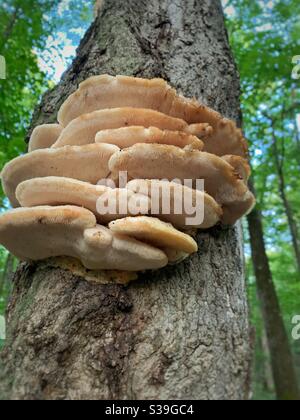 Champignons poussant sur un arbre Banque D'Images