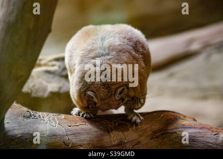 Un rat mongol de course, Lalain Meriones unguiculatus, s'assoit sur un tronc et nettoie sa fourrure Banque D'Images