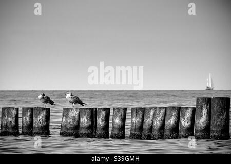 deux goélands de mer assis sur des groynes de bois abîmés devant de la mer avec un bateau à voile peu tranchant dans le arrière-plan Banque D'Images