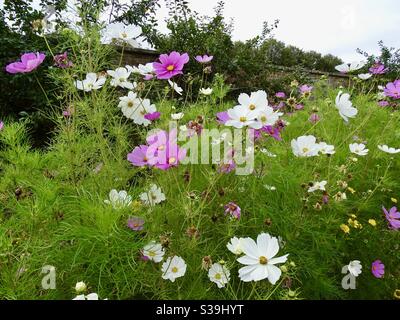 Magnifique exposition de fleurs cosmos dans un jardin de campagne anglais au début de l'automne Banque D'Images