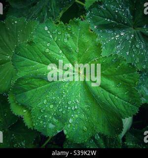 Gouttes de pluie sur la feuille de plante. Banque D'Images