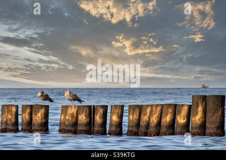 deux goélands de mer assis sur des groynes de bois abîmés devant de la mer avec un bateau à voile peu tranchant dans le arrière-plan Banque D'Images