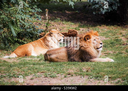 Le couple de lions se trouve ensemble dans l'herbe de steppe dans le sun et regardez ensemble dans une direction Banque D'Images