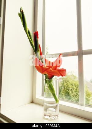 Fleur de gladiolus orange dans un vase sur un seuil de fenêtre. Banque D'Images