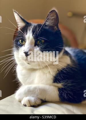 Chat Noir Et Blanc Felix Photo Stock Alamy