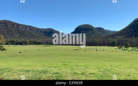 Un grand champ agricole vert dans les Tablelands centraux dans Région Nouvelle-Galles du Sud en Australie Banque D'Images