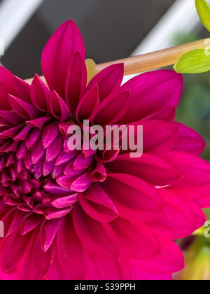 Magnifique macro d'une fleur de Dahlia rouge magenta foncé en fleur dans le jardin, pétales lumineux Banque D'Images