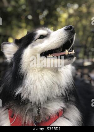 Magnifique chien mixte Husky-Samoyed Banque D'Images