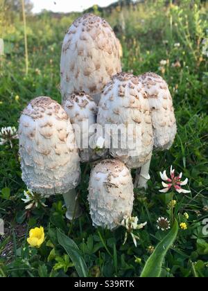 Un groupe de Coprinus comatus, la calotte tiche, la perruque de l'avocat ou le champignon de la mane déchiqueuse Banque D'Images