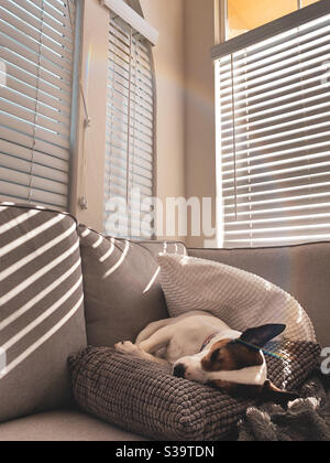 Le chien Sleepy Jack Russell Terrier se noie sur un tas d'oreillers sur un canapé avec la lumière du soleil qui se diffuse à travers les stores. Banque D'Images