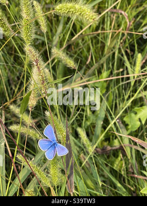 Papillon bleu sur l'herbe Banque D'Images
