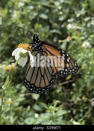 Papillon monarque sur fleur de pâquerette dans la forêt Banque D'Images