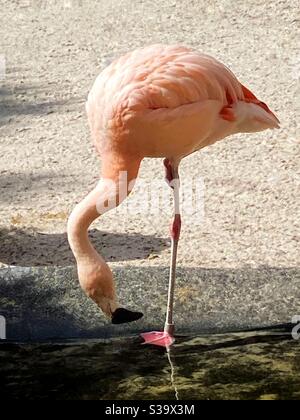 Flamants roses Cingular atteignant l'eau sur une jambe à Sunken Gardens St. Petersburg Floride Banque D'Images