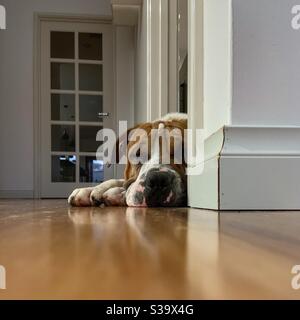 Chien triste à la porte Banque D'Images