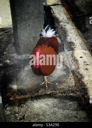 Un coq rouge dans la rue Banque D'Images