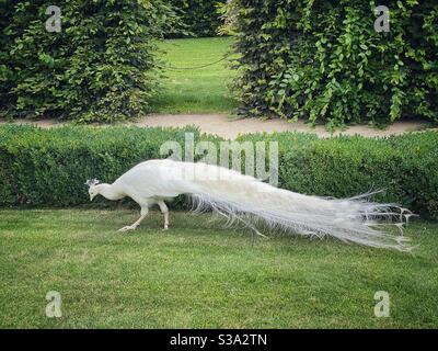 Paon blanc vivant dans les jardins de Wallenstein (Valdstejnska zahrada) à Prague. Banque D'Images