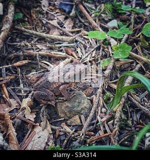 Grenouille se cachant dans une forêt près du lac Kirchsee en Allemagne du Sud. Banque D'Images