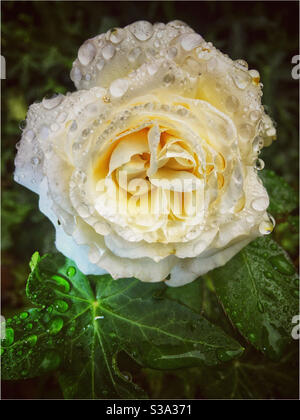 Pluie sur une rose Banque D'Images