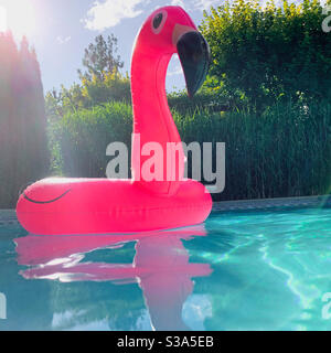 Un flamant rose vif flottant dans les eaux claires d'une piscine d'arrière-cour lors d'une journée ensoleillée avec végétation verte luxuriante en arrière-plan. Banque D'Images