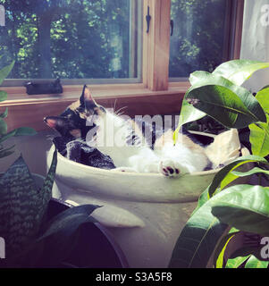 Calico Cat dormir au soleil Banque D'Images