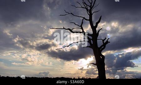 Arbre mort au crépuscule Banque D'Images