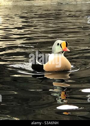 Image d'un canard d'Eider roi Banque D'Images