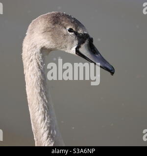 Un jeune cygnet de cygnet portrait de profil d'oiseau Banque D'Images