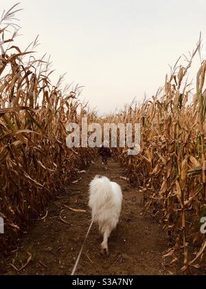 Une fille et son grand chien blanc moelleux marchant dans un champ de maïs à l'automne. Banque D'Images