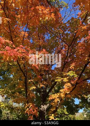 Maple tree of many colors Banque D'Images