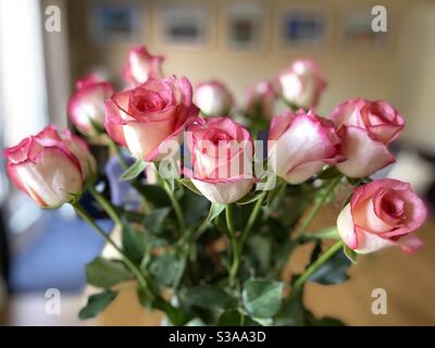 Roses à bout rose Banque D'Images