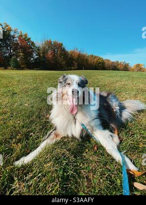 Happy blue Sheltie Merle en panting sur le terrain Banque D'Images