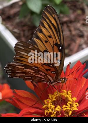 Papillon monarque sur une zinnia Banque D'Images